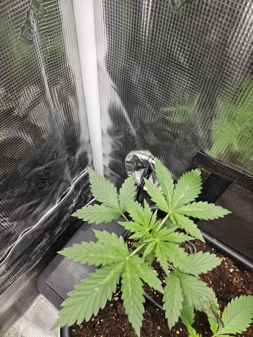 RF3 mixpack fastbuds run. Week 4