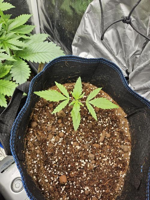 bleuberry auto 2.0 the ressurection. Week 2