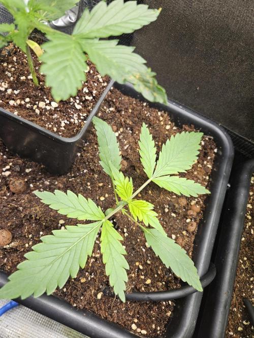 bleuberry auto 2.0 the ressurection. Week 2