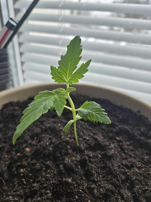 purplematic CBD run from Rqs. Week 2