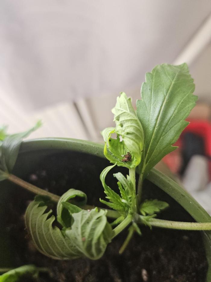 bleuberry auto 2.0 the ressurection. Week 4