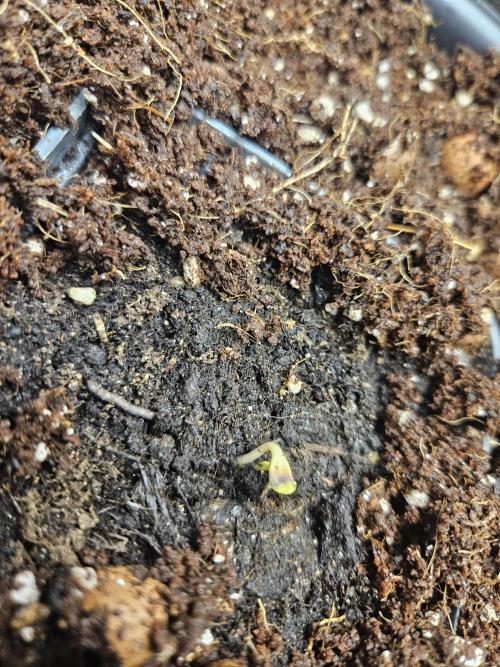 24 carat Mephisto grow!. Week 0