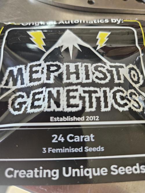 24 carat Mephisto grow!. Week 0