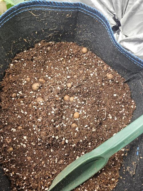 F1 Cosmos Rqs. Week 0
