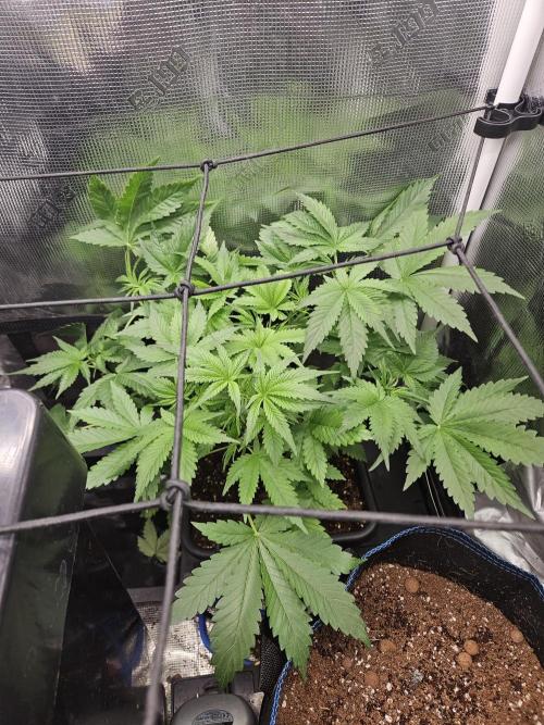 RF3 mixpack fastbuds run. Week 5