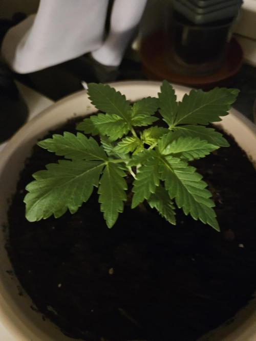 purplematic CBD run from Rqs. Week 3