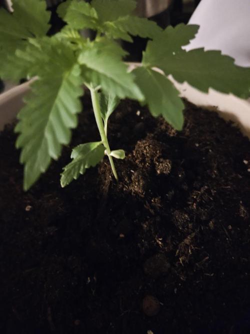 Purplematic CBD. Week 3