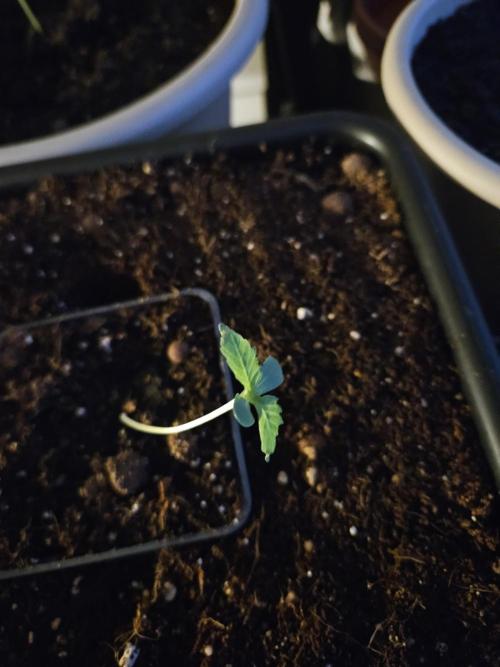 24 carat Mephisto grow!. Week 0