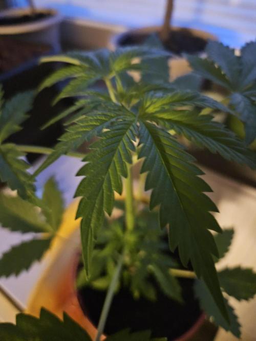 RF3 mixpack fastbuds run. Week 5