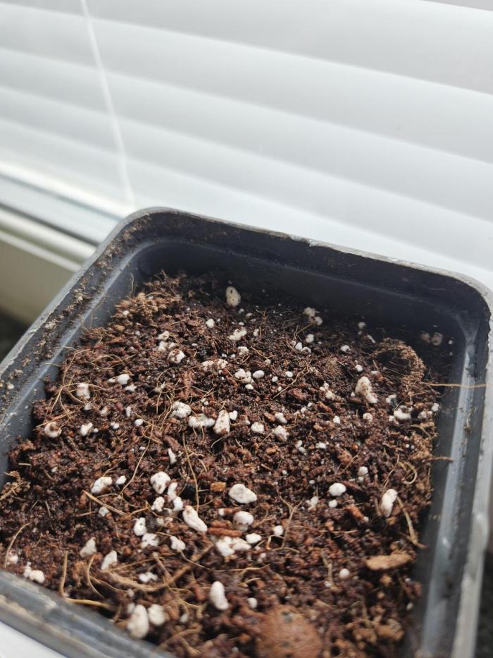SourBubbly x GrapewalkerKush freebie. Week 0