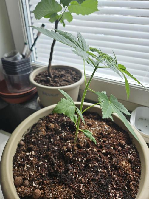 purplematic CBD run from Rqs. Week 4