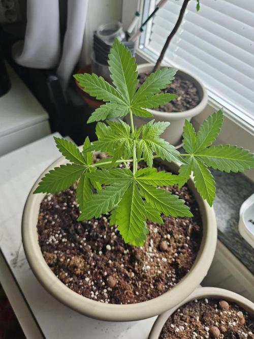 Purplematic CBD. Week 4