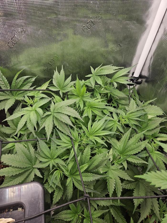 RF3 mixpack fastbuds run. Week 6