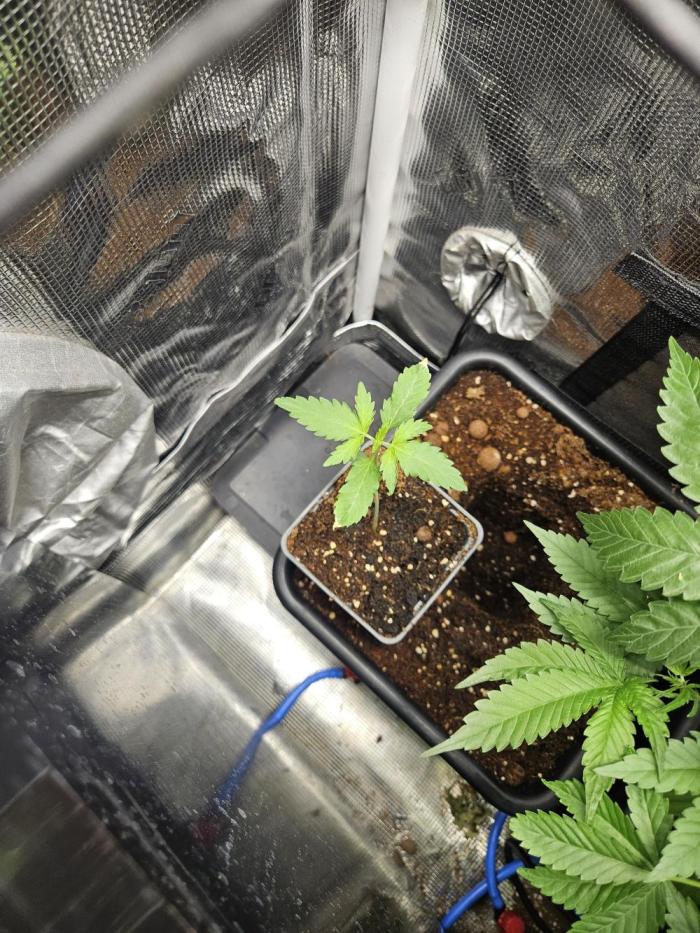 24 carat Mephisto grow!. Week 2