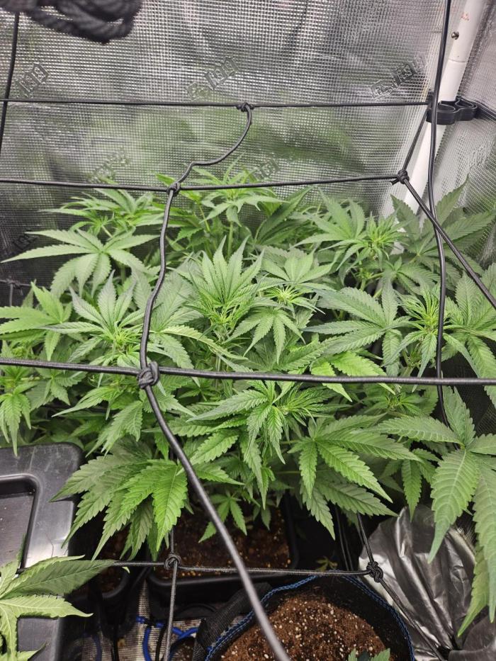 RF3 mixpack fastbuds run. Week 7
