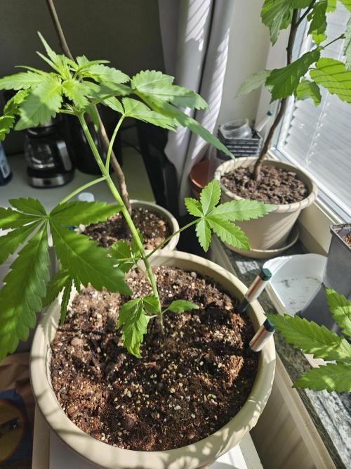Purplematic CBD. Week 5