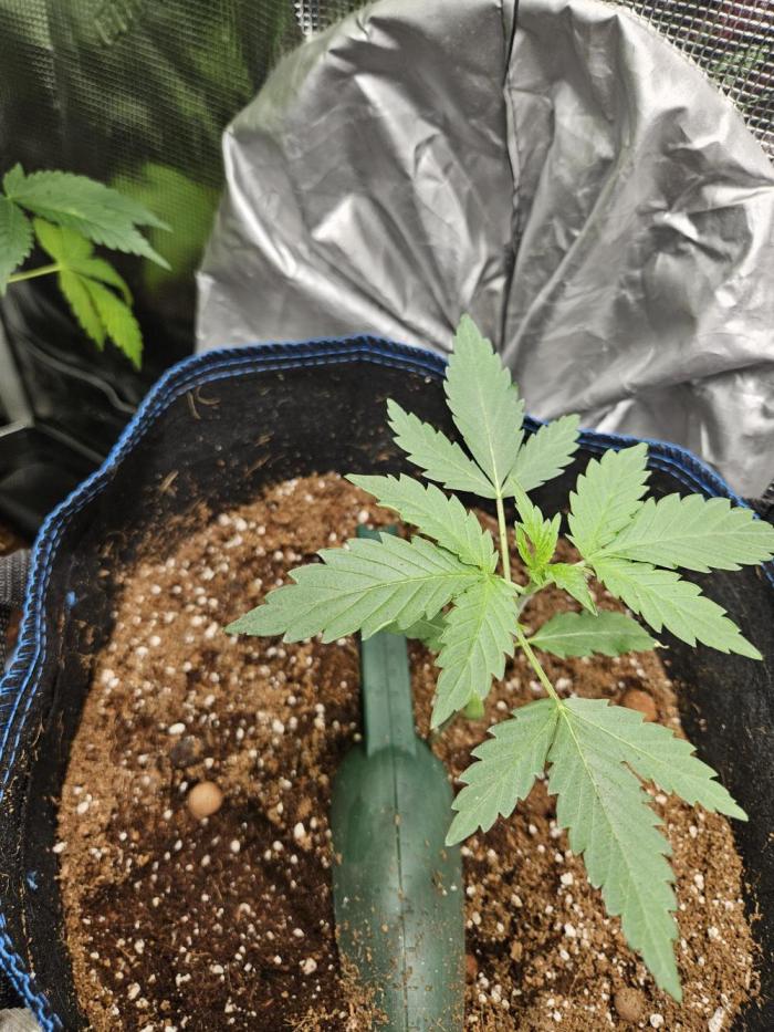 24 carat Mephisto grow!. Week 3
