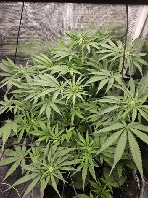 RF3 mixpack fastbuds run. Week 8