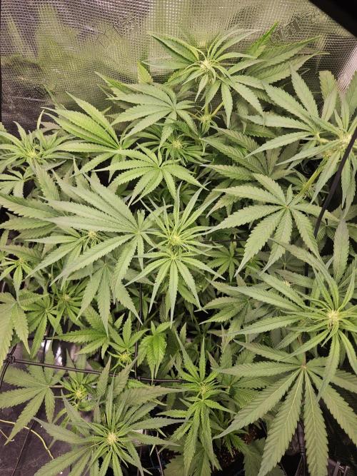 RF3 mixpack fastbuds run. Week 8