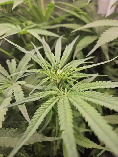 RF3 mixpack fastbuds run. Week 8