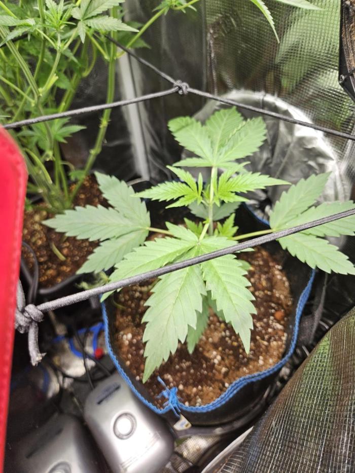 24 carat Mephisto grow!. Week 4
