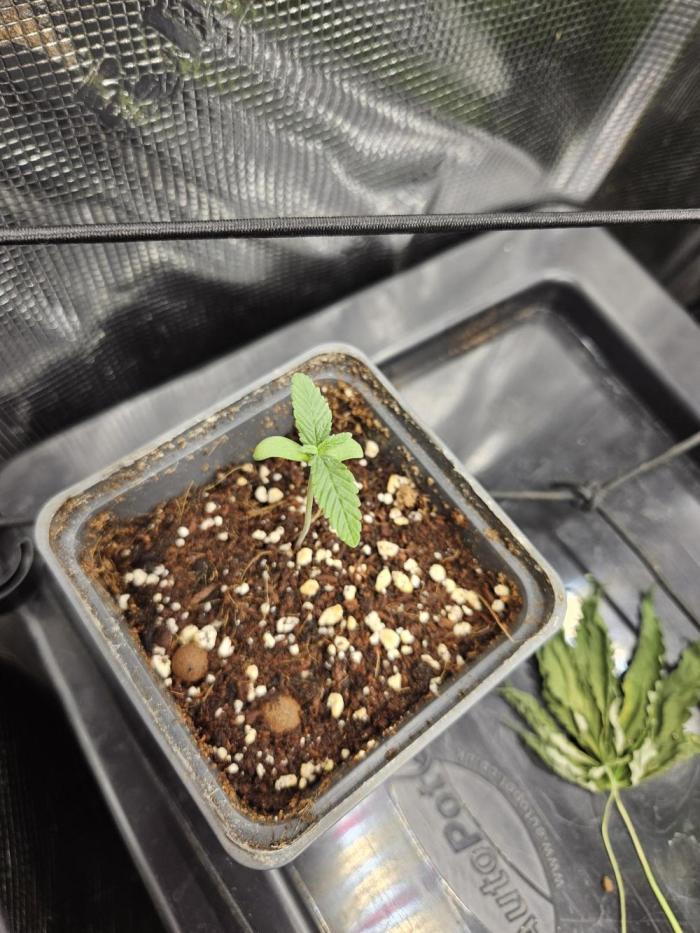 SourBubbly x GrapewalkerKush freebie. Week 2