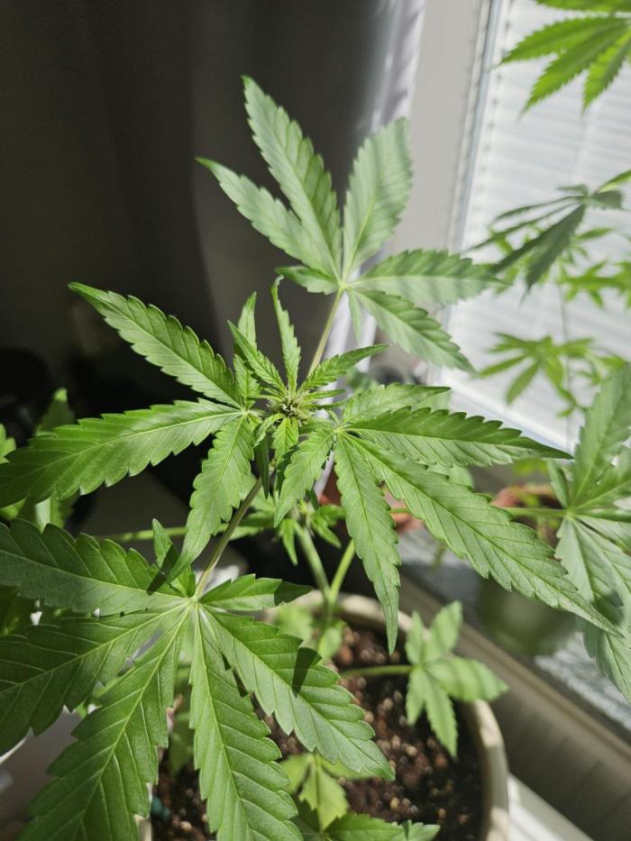 purplematic CBD run from Rqs. Week 6