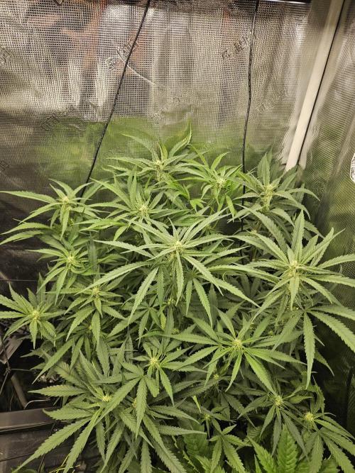 RF3 mixpack fastbuds run. Week 9