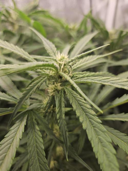 Mix Pack Auto. Week 9
