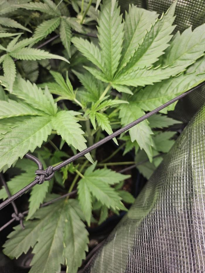 24 carat Mephisto grow!. Week 5