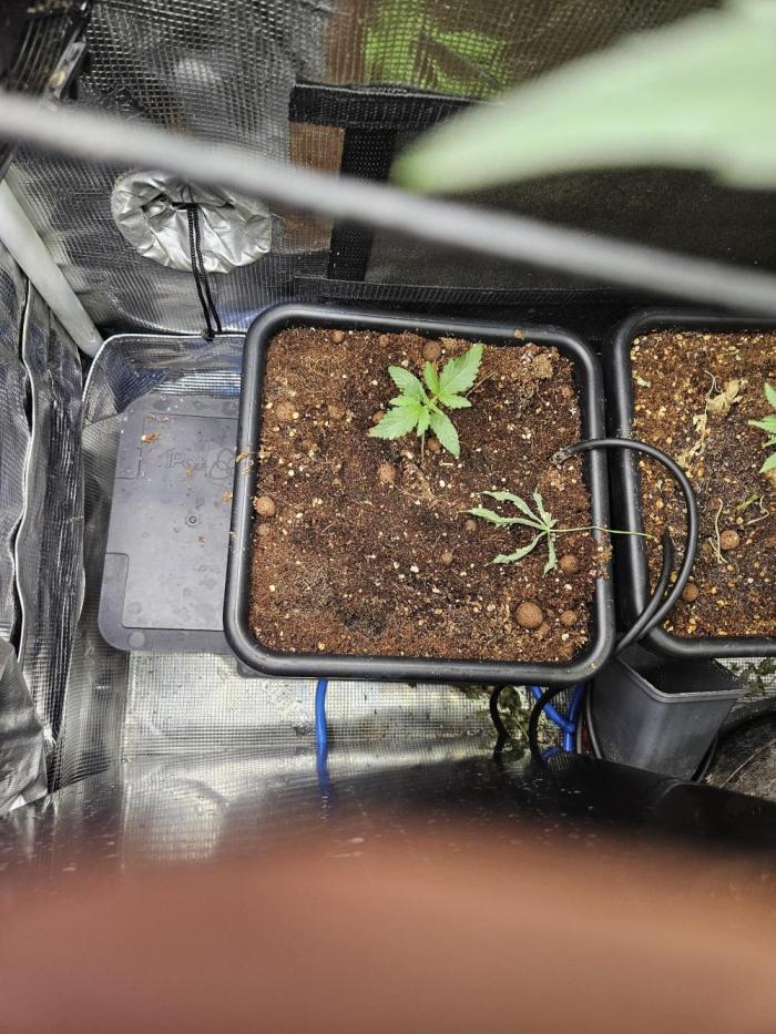 SourBubbly x GrapewalkerKush freebie. Week 3