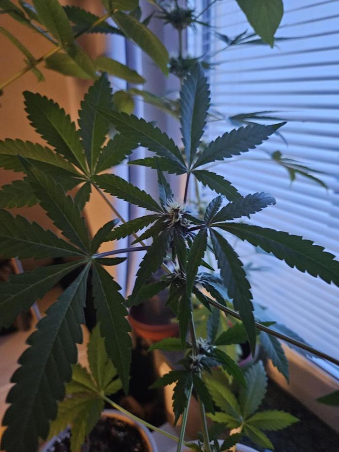 purplematic CBD run from Rqs. Week 7