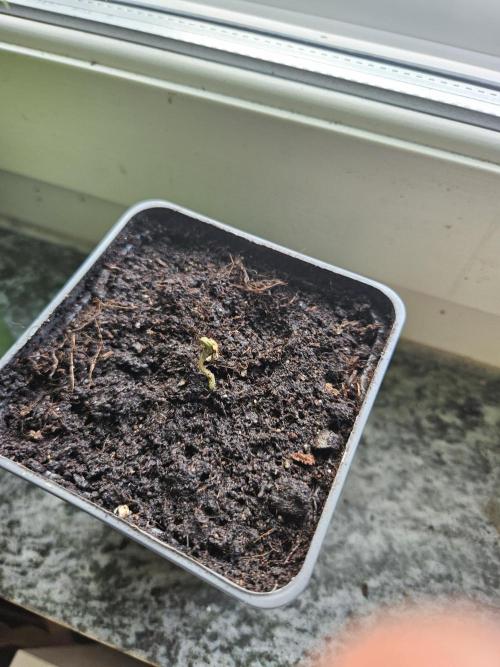 Tropicana Cookies FF. Week 0