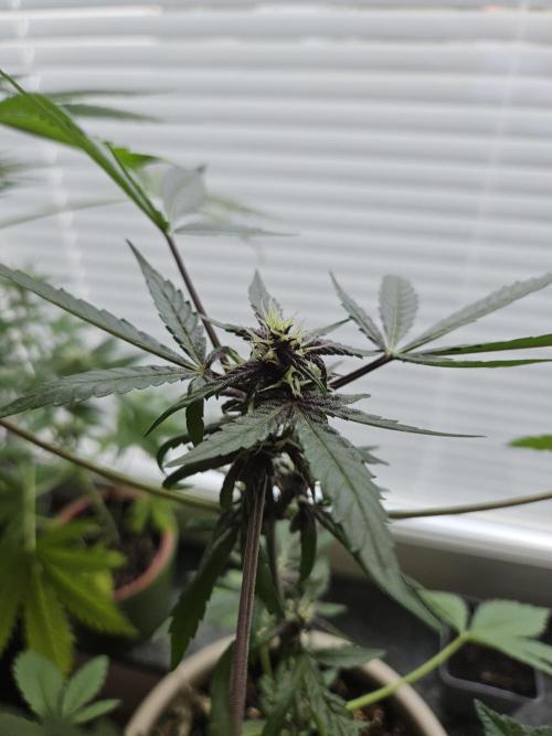 Purplematic CBD. Week 8