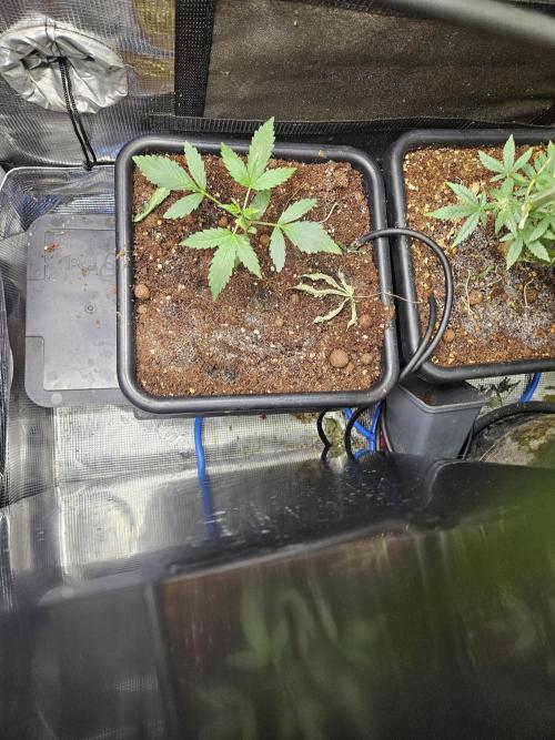 SourBubbly x GrapewalkerKush. Week 4