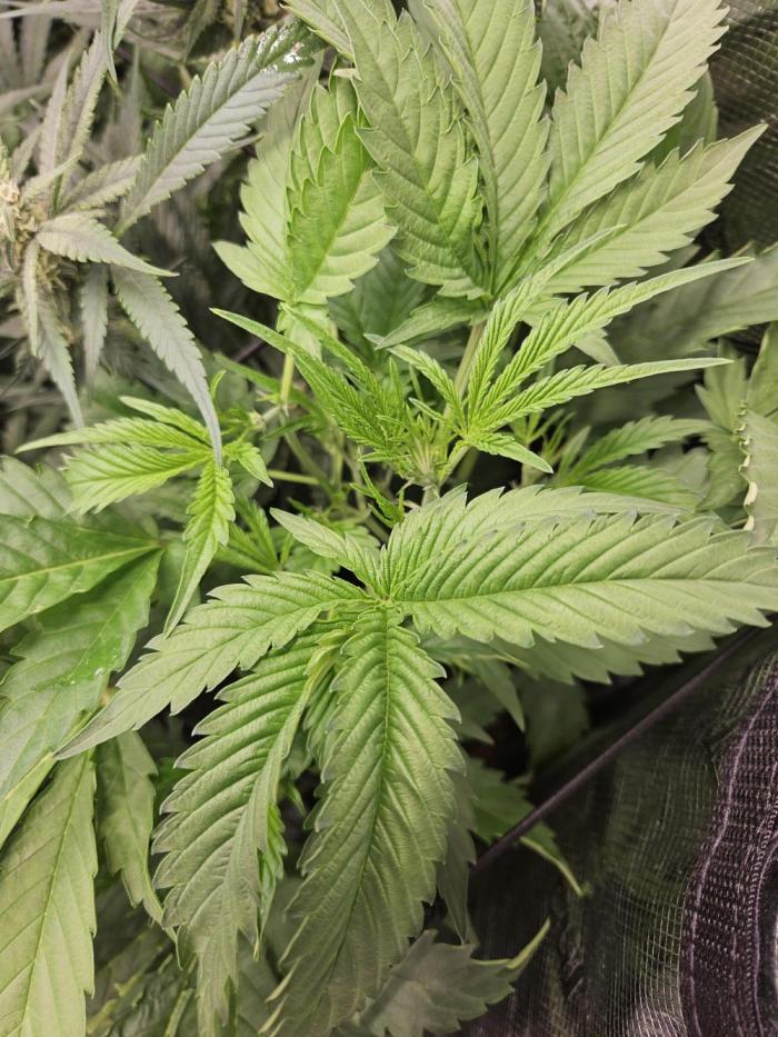 24 carat Mephisto grow!. Week 6