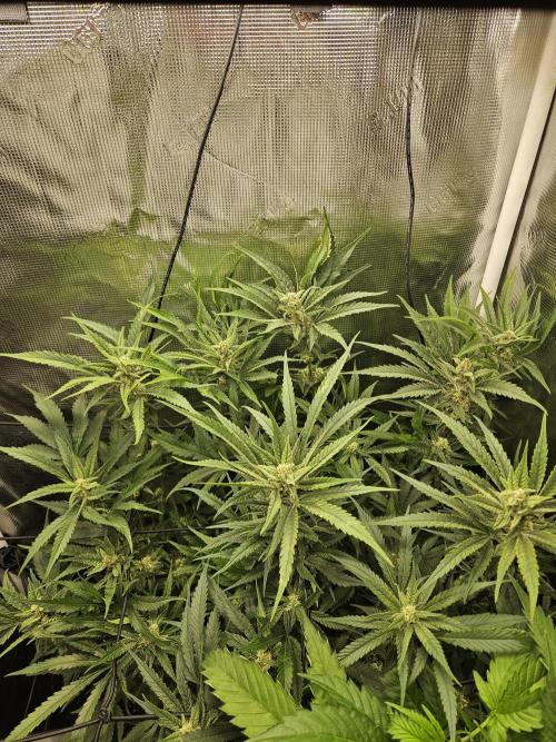 RF3 mixpack fastbuds run. Week 10