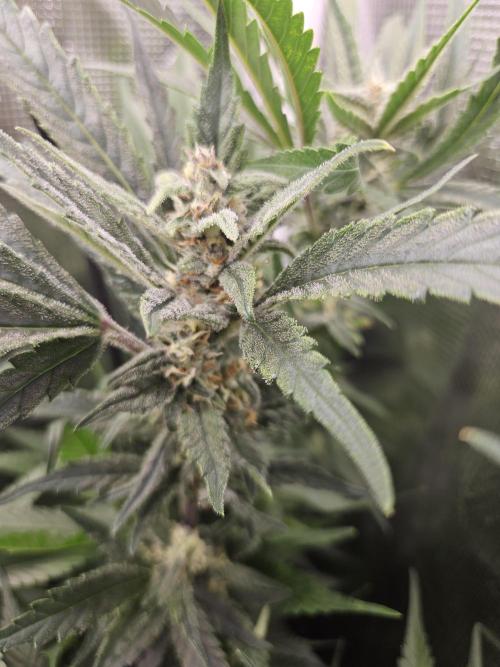 Mix Pack Auto. Week 10