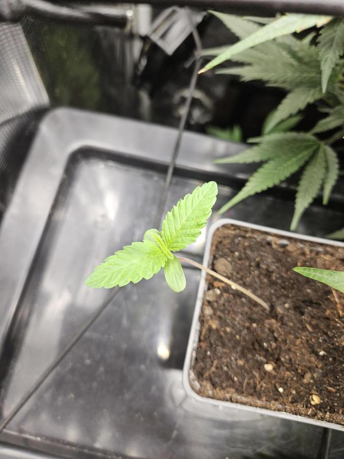 ff tropicana cookies f2b. Week 1