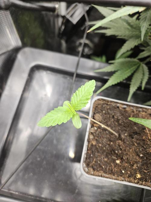 Tropicana Cookies FF. Week 1