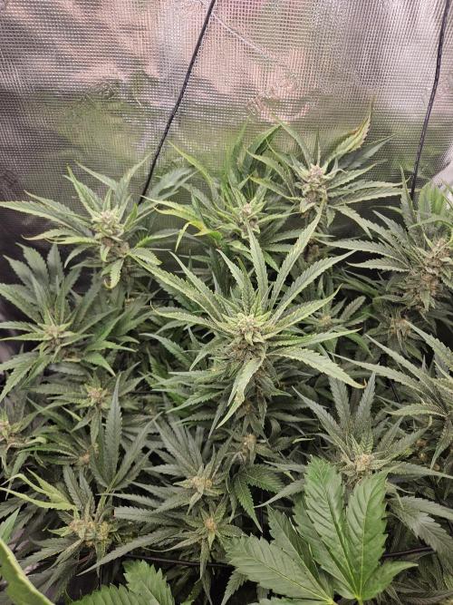 RF3 mixpack fastbuds run. Week 11