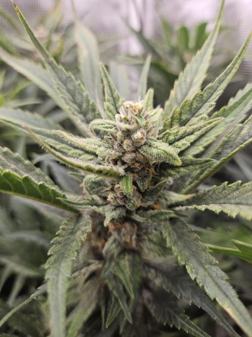 RF3 mixpack fastbuds run. Week 11