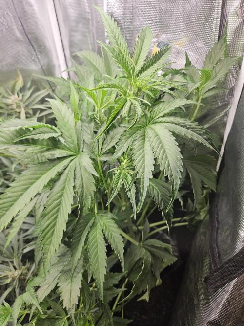 24 carat Mephisto grow!. Week 7