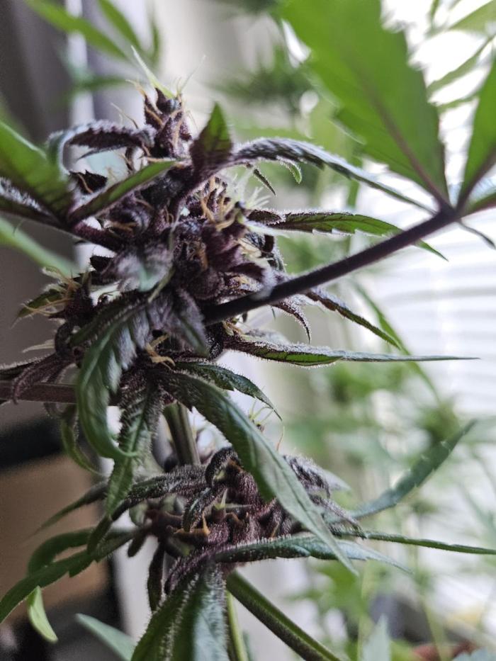 purplematic CBD run from Rqs. Week 9