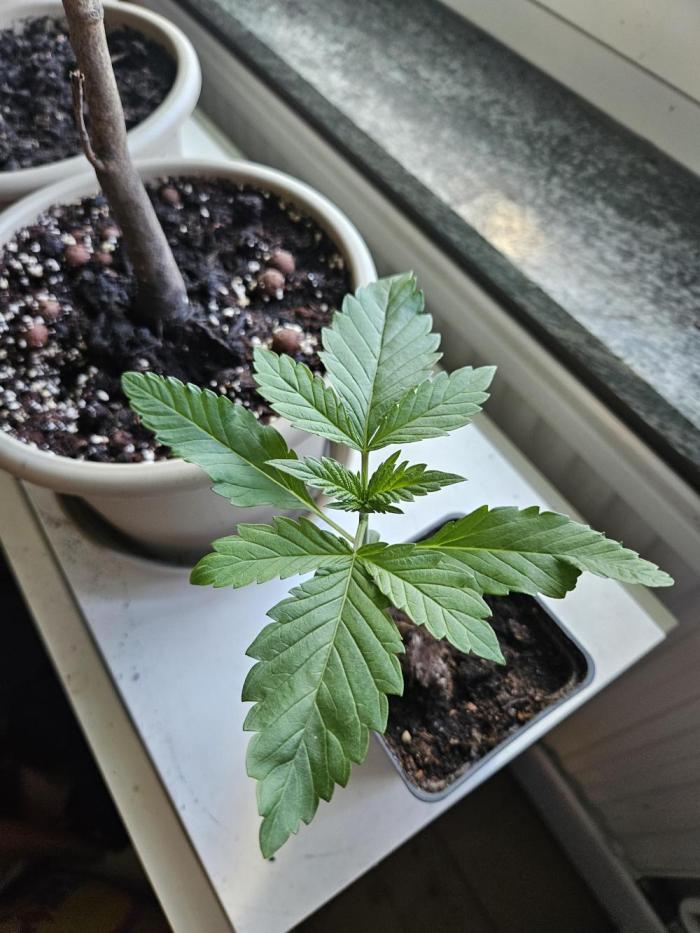 ff tropicana cookies f2b. Week 2