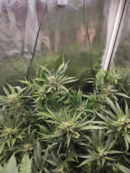 RF3 mixpack fastbuds run. Week 12