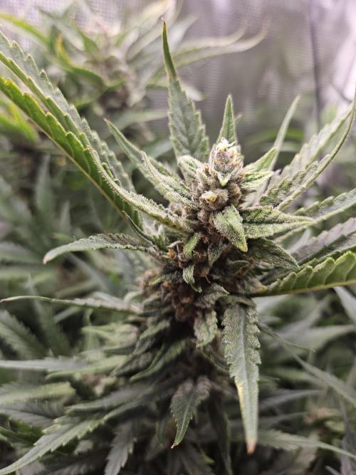 RF3 mixpack fastbuds run. Week 12
