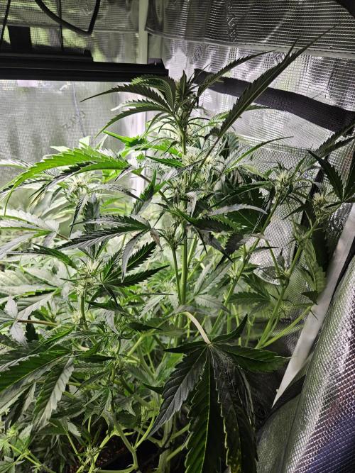 24 carat Mephisto grow!. Week 8