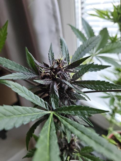 Purplematic CBD. Week 10