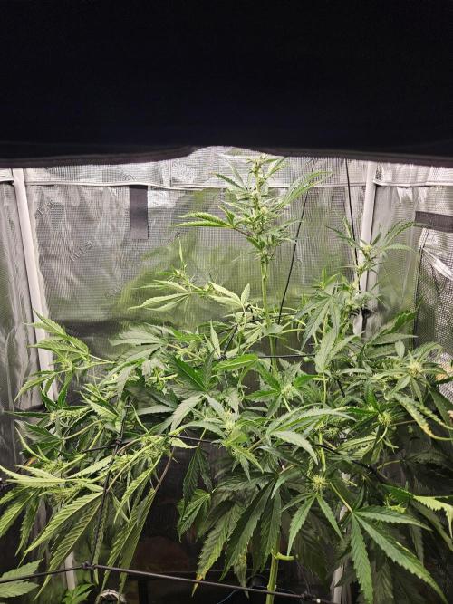 24 Carat. Week 8